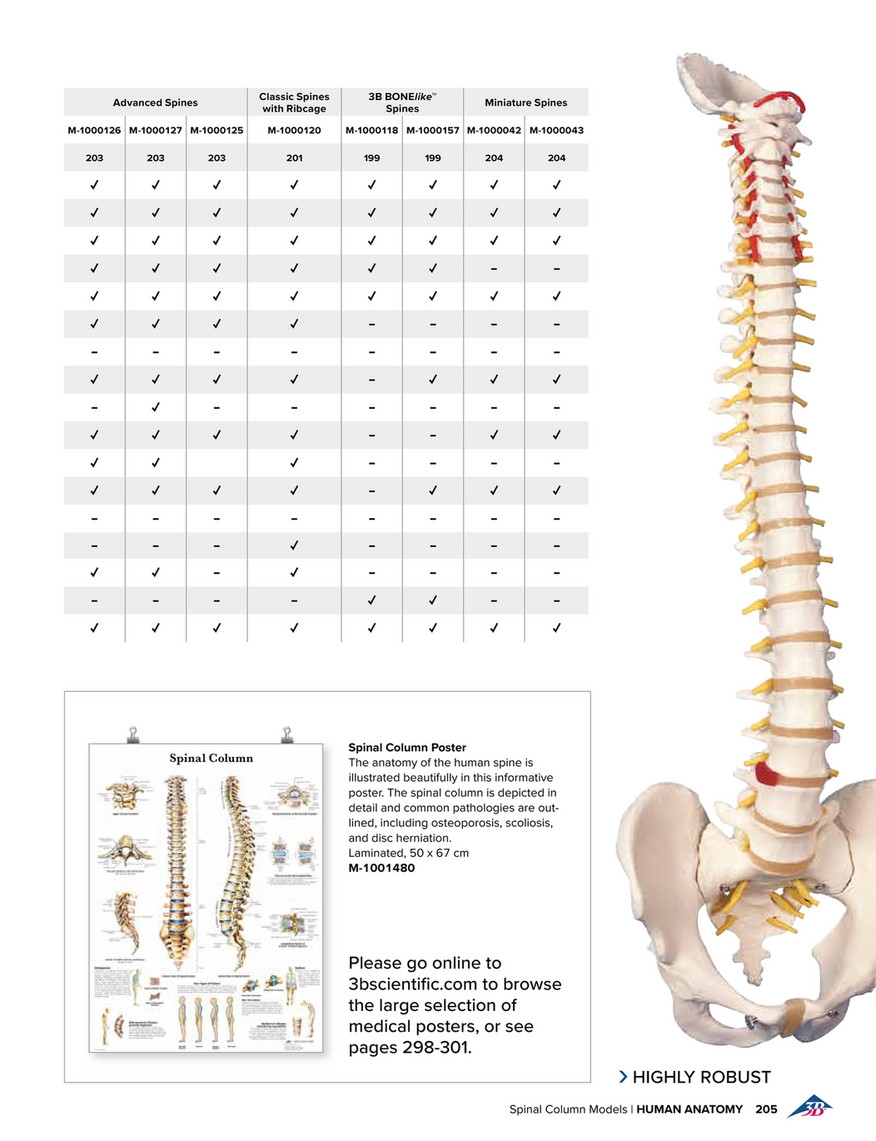 Anatomical Chart Spinal Column Anatomical Chart Spinal Column