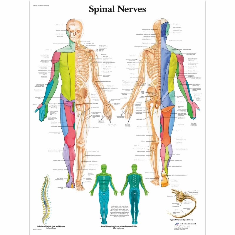 3BS Anatomical Spinal Nerves Chart Health And Care 3BS Anatomical Spinal Nerves Chart Health And Care