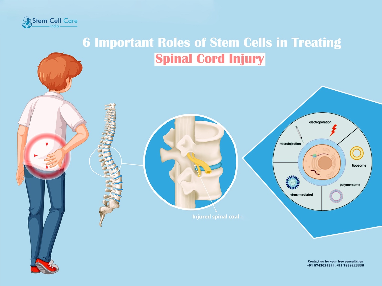 6 Important Roles Of Stem Cells In Treating Spinal Cord Injury