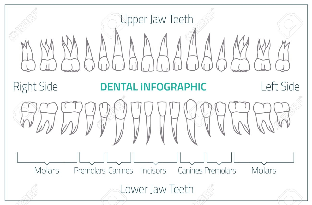 Adult International Tooth Chart Illustration Editable Image In Neon Colors On White Background Human Teeth Infographic Health Dental Care Design Poster Or Leaflet Template Royalty Free SVG Cliparts Vectors And Stock Illustration 