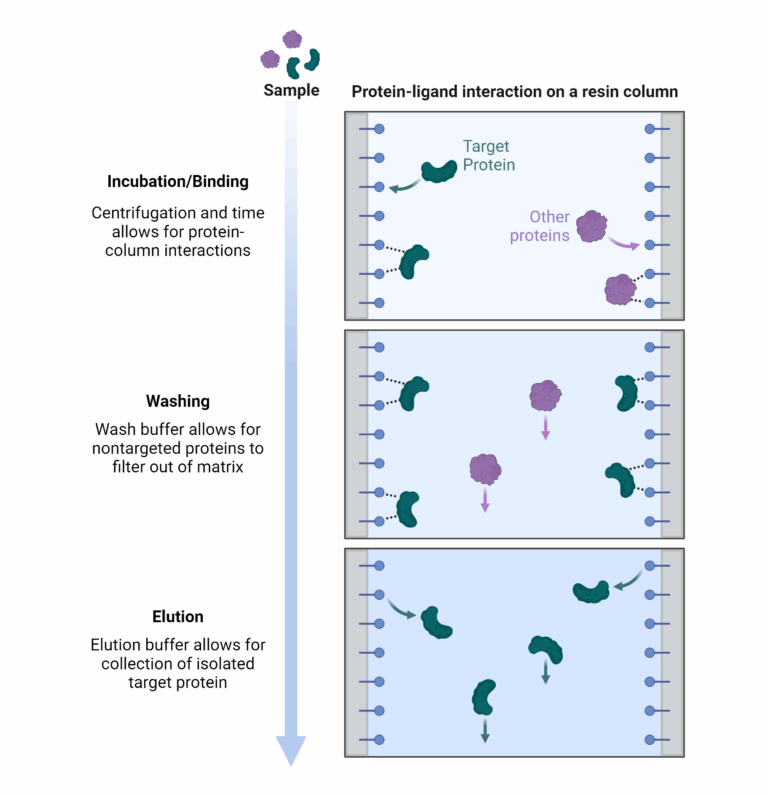 Affinity Purification AAT Bioquest