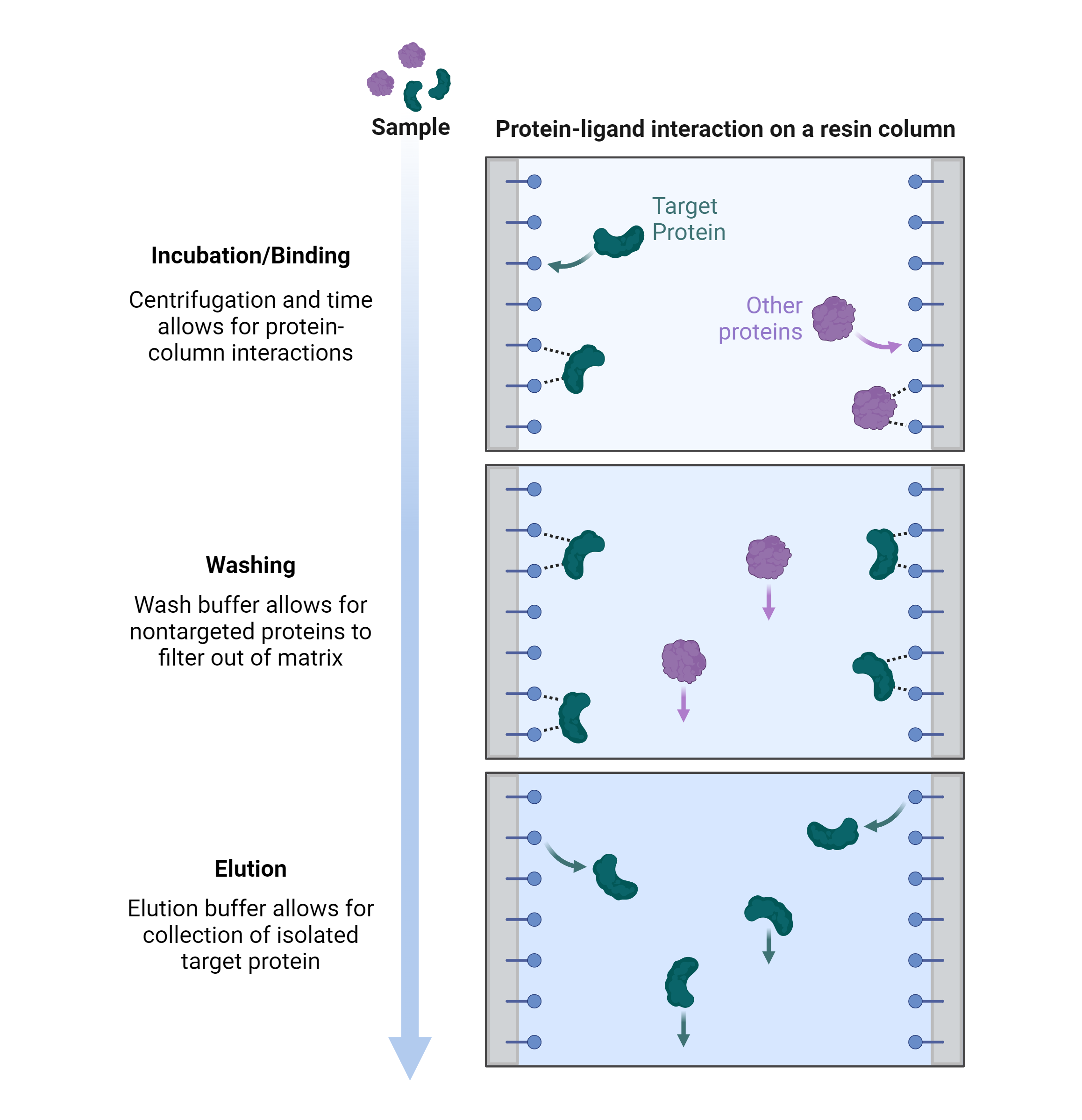 Affinity Purification AAT Bioquest