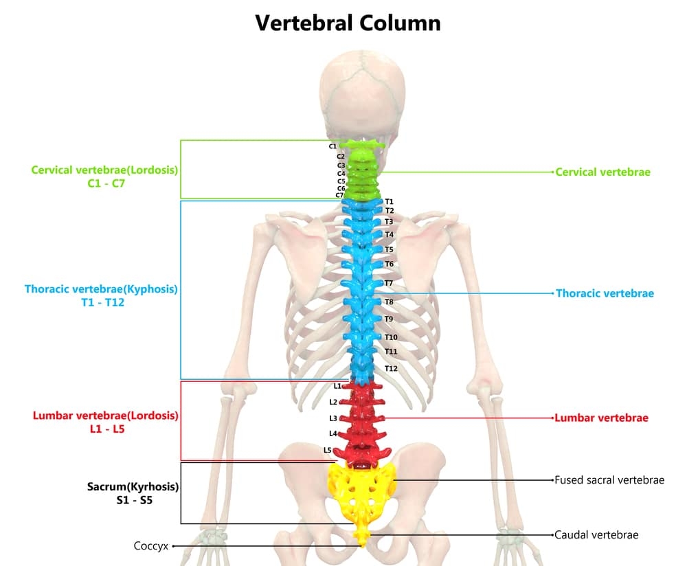 Spinal Column Sever Chart