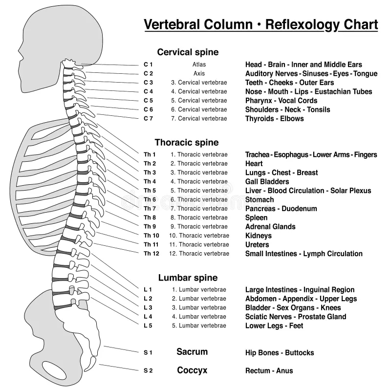 Anatomical Chart Spine Stock Illustrations 360 Anatomical Chart Spine Stock Illustrations Vectors U0026 Clipart Dreamstime Anatomical Chart Spine Stock Illustrations 360 Anatomical Chart Spine Stock Illustrations Vectors U0026 Clipart Dreamstime