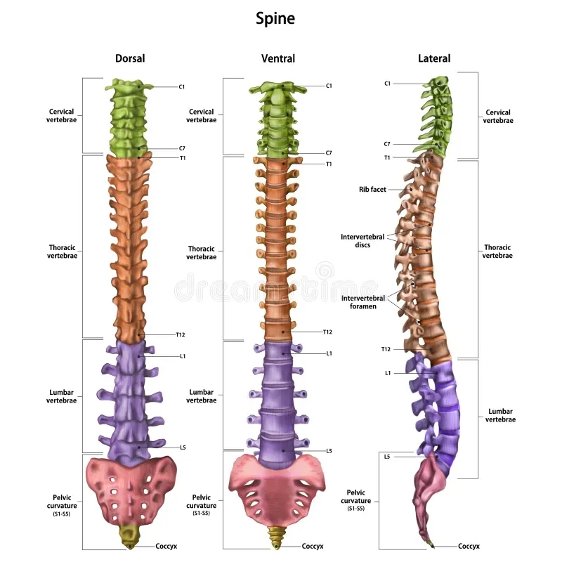 Vertebral Column Anatomical Chart