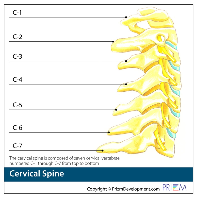 Anatomy Library Spine Group Orlando