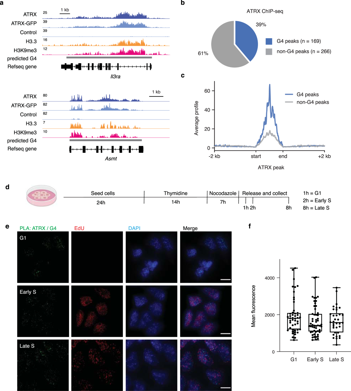 ATRX Promotes Heterochromatin Formation To Protect Cells From G quadruplex DNA mediated Stress Nature Communications