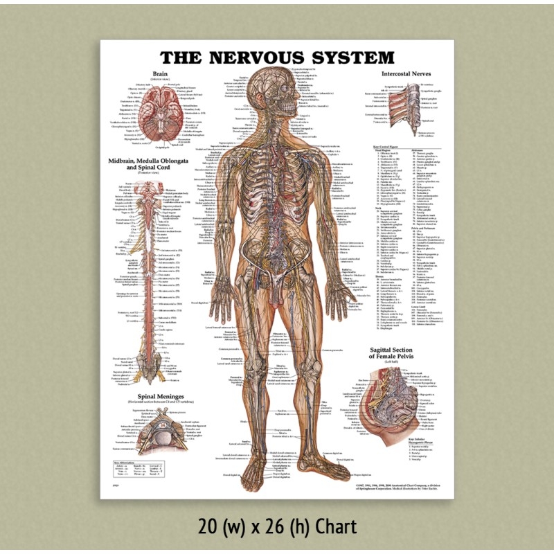 Back Talk Systems Colorado Muscular System Anatomical Chart Back Talk Systems Colorado Muscular System Anatomical Chart