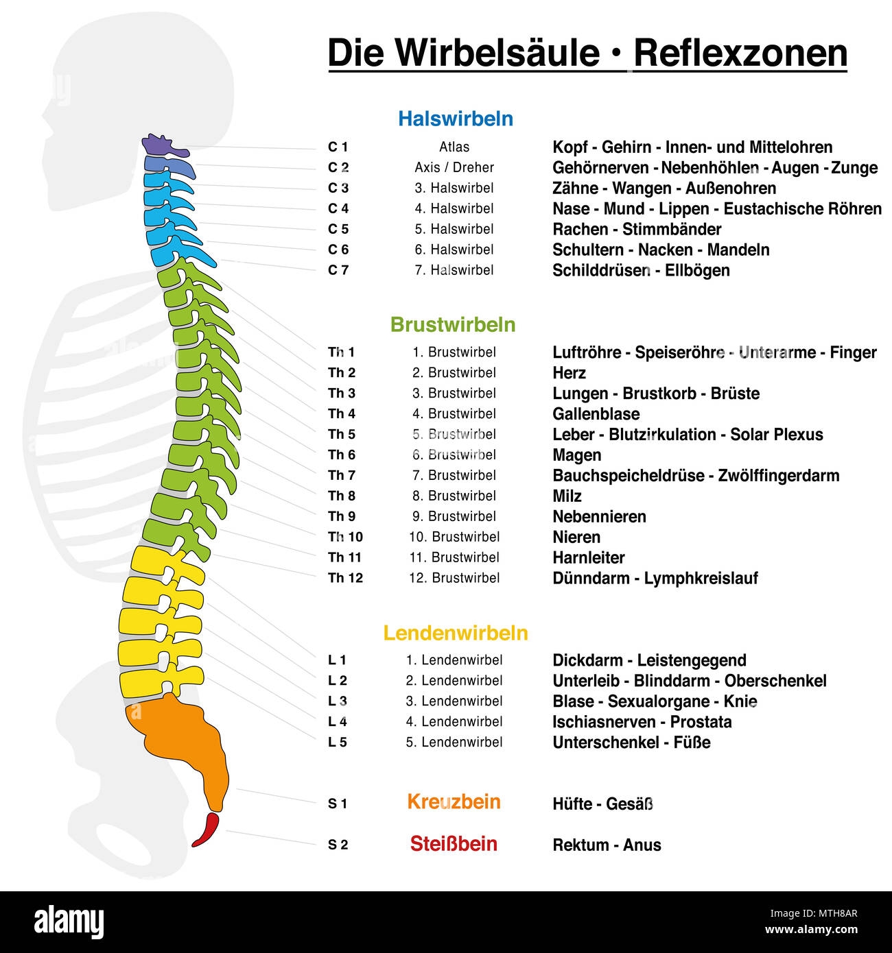 Backbone Reflexology Chart With Accurate Description Of The Corresponding Internal Organs And Body Parts And With Names And Numbers GERMAN NAMES Stock Photo Alamy