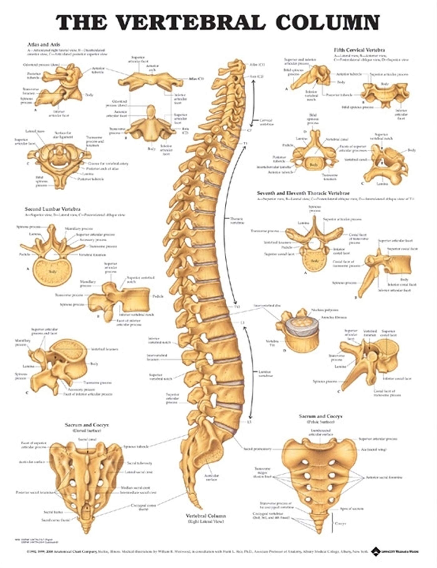 Spinal Column Chart