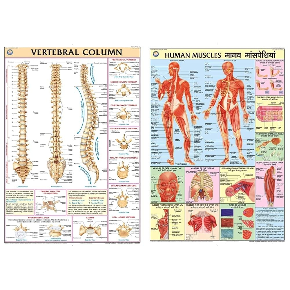 Buy HP32S TeachingNest Vertebral Column Chart 70x100 Cm U0026 HPM02 TeachingNest Human Muscles Chart 70x100 Cm English U0026 Hindi Combined Human 