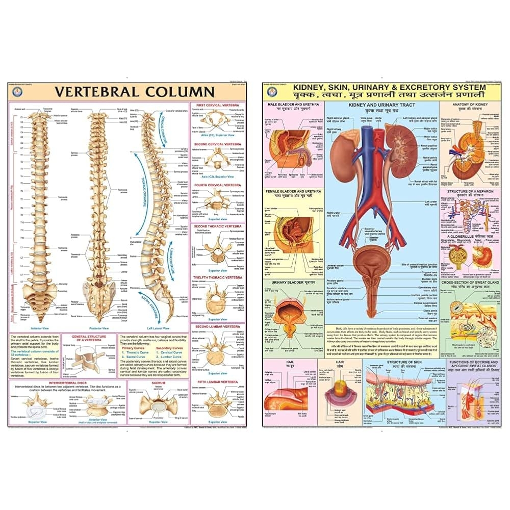 Buy HP32S TeachingNest Vertebral Column Chart 70x100 Cm U0026 HPM08 TeachingNest Kidney Skin U0026 Excretory Organs Chart 70x100 Cm English U0026 Hindi 