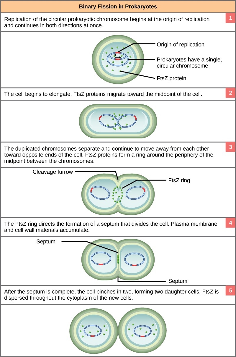 Chapter 13 The Cell Cycle U0026 Mitosis Introduction To Molecular And Cell Biology