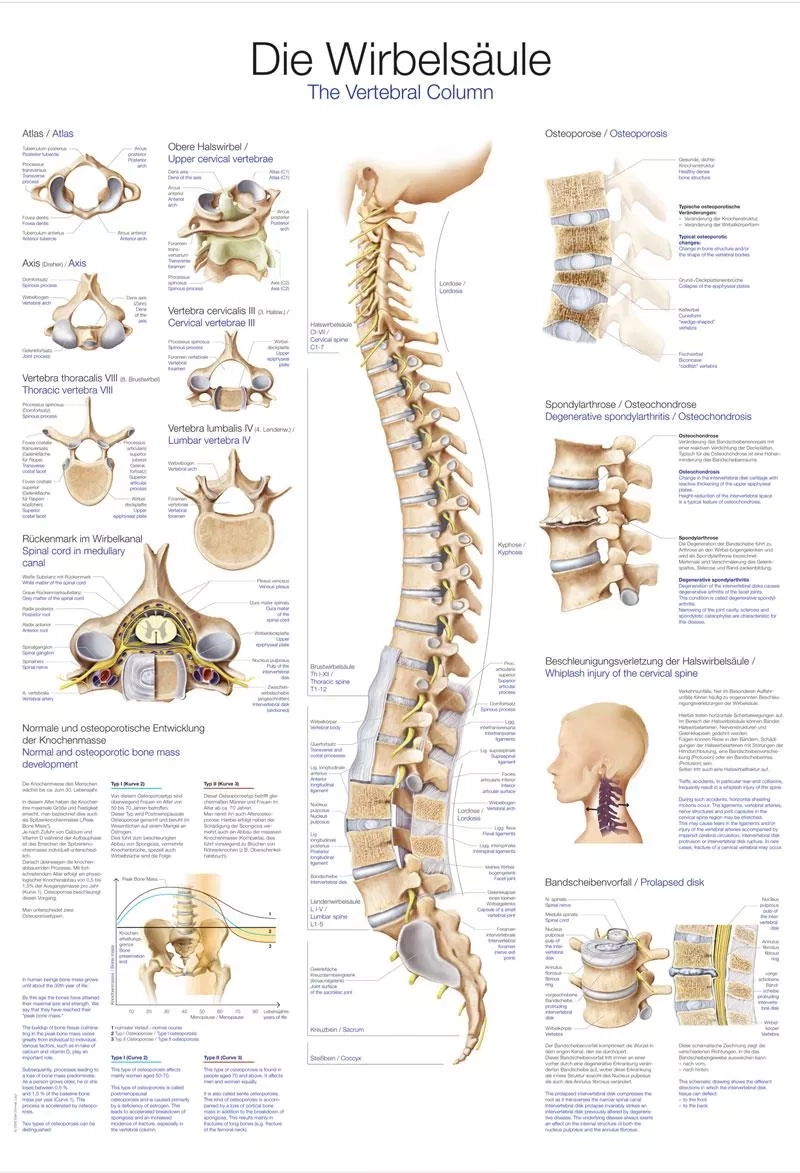 Chart The Vertebral Column 70x100cm 70 Cm X 100 Cm AL107