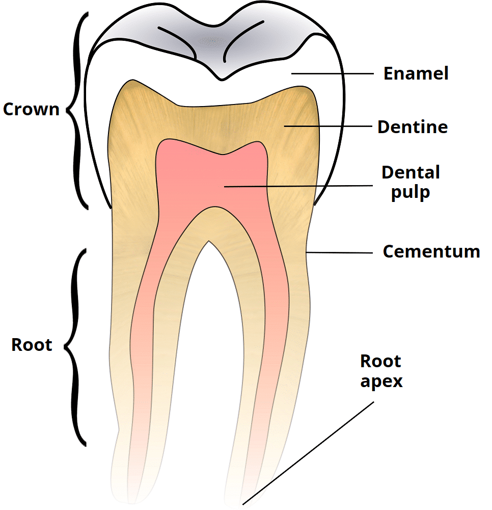 Child And Adult Dentition Teeth Structure Primary Permanent TeachMeAnatomy
