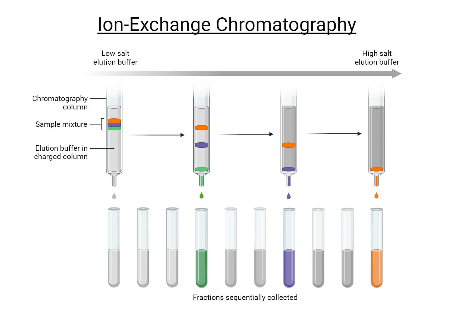 Chromatography Principle Types Steps Uses Diagram