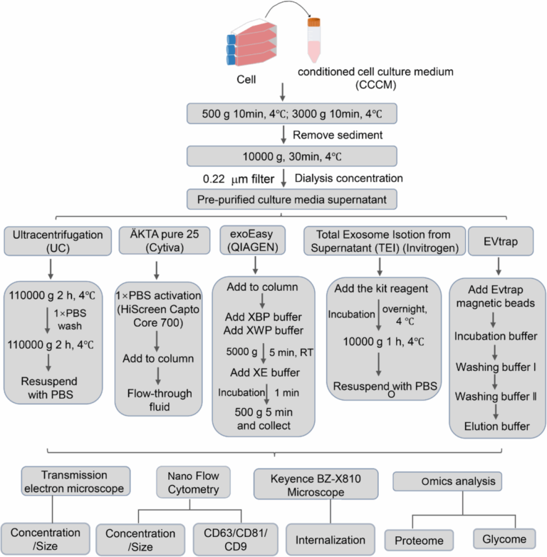 Comparative Evaluation Of Methods For Isolating Extracellular Vesicles From ICC Cell Culture Supernatants Insights Into Proteomic And Glycomic Analysis Cell Communication And Signaling Full Text