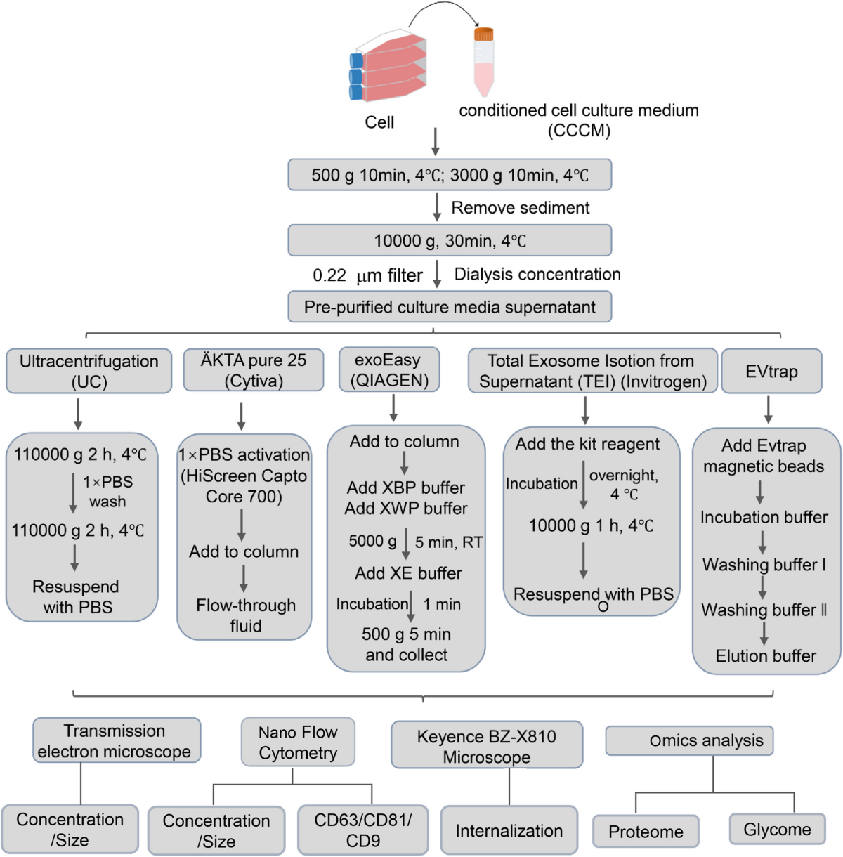 Comparative Evaluation Of Methods For Isolating Extracellular Vesicles From ICC Cell Culture Supernatants Insights Into Proteomic And Glycomic Analysis Cell Communication And Signaling Full Text