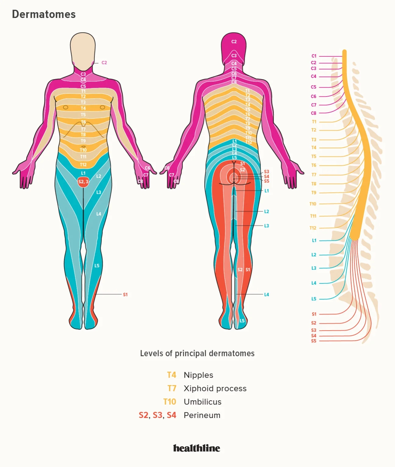 Dermatomes Chart Spinal Nerves And Locations