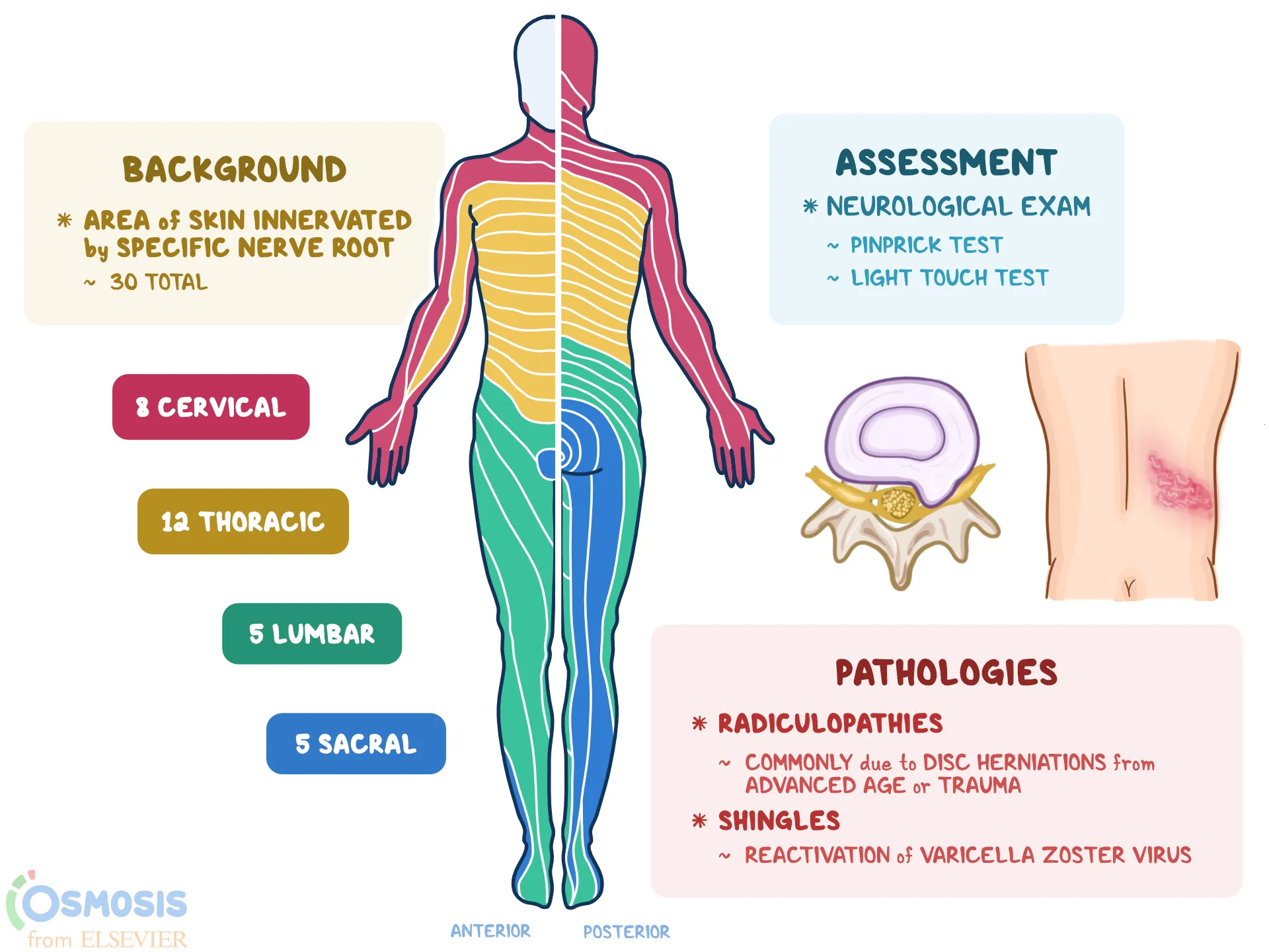 Spinal Column Chart With Nerve Paths