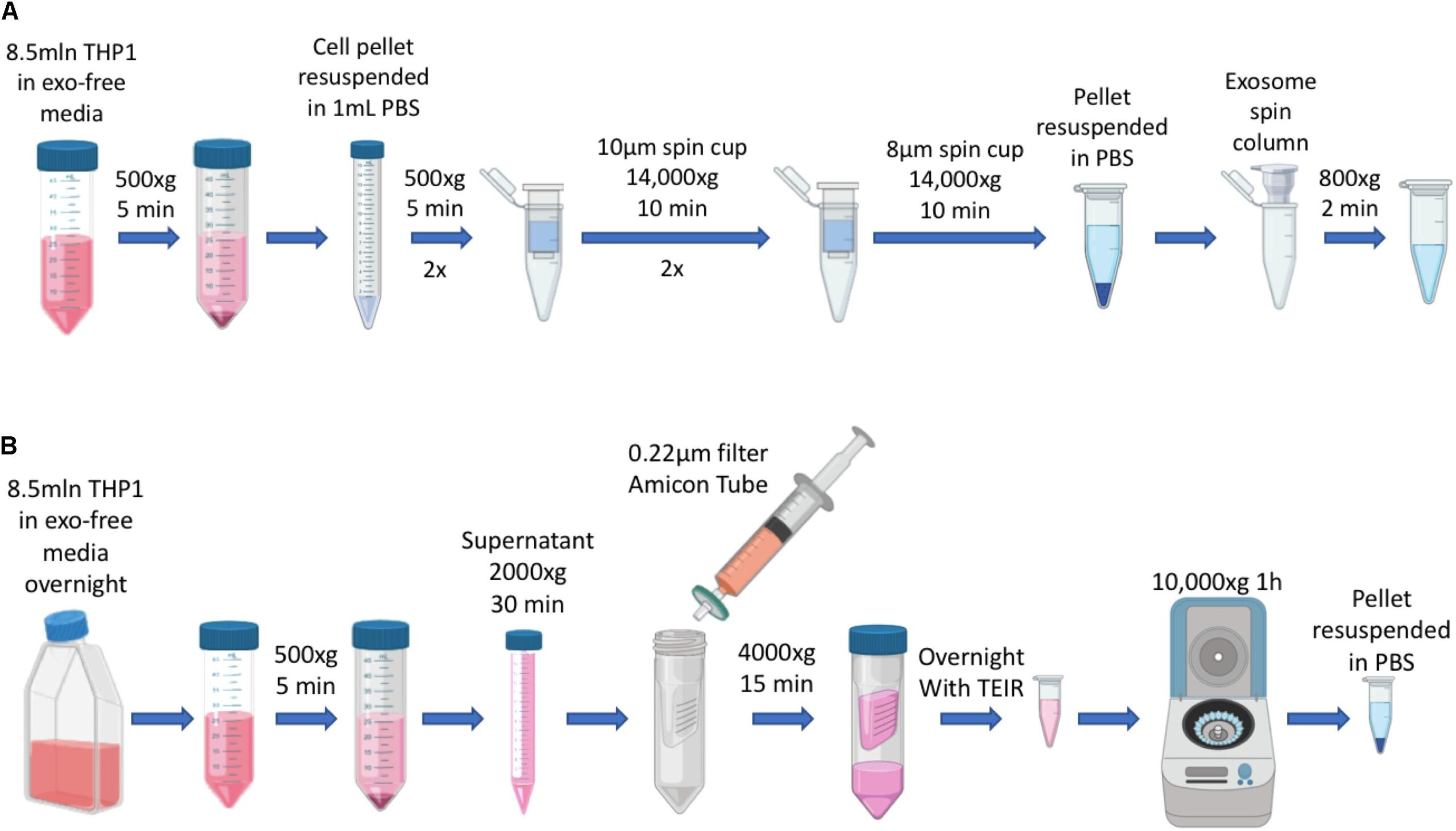 Frontiers Immune Cell Derived Exosome Mimetics IDEM As A Treatment For Ovarian Cancer