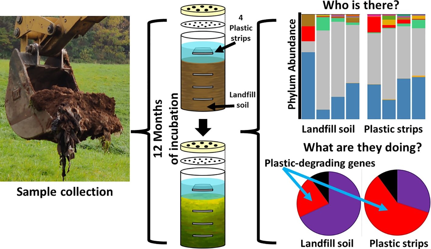 Frontiers Searching For Bacterial Plastitrophs In Modified 