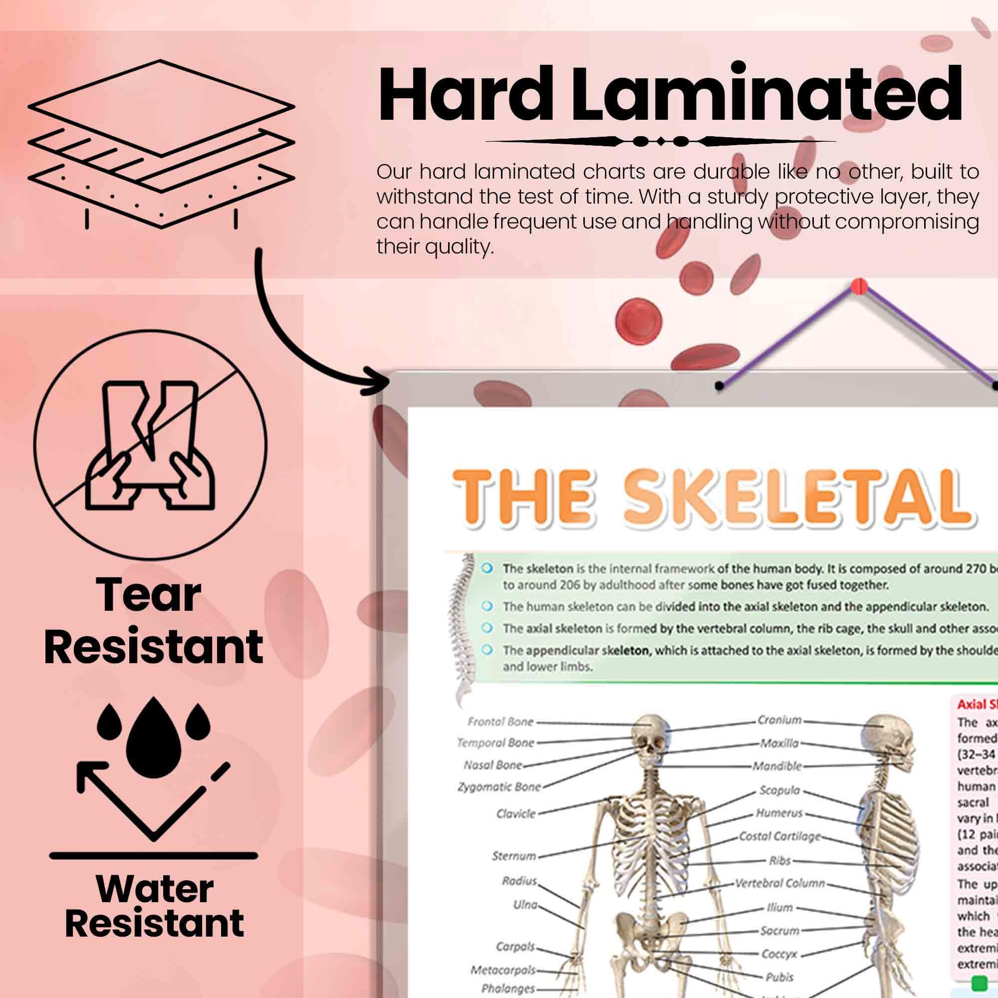 Tooth Chart With Columns