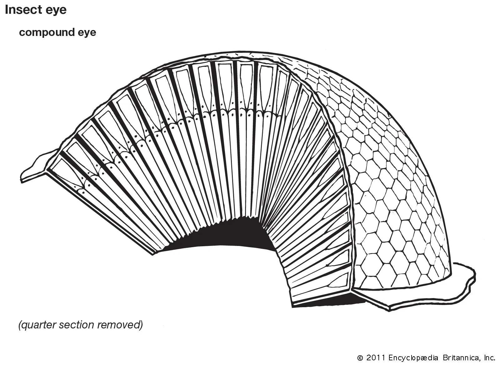Hexagon Definition Shape Area Angles U0026 Sides Britannica
