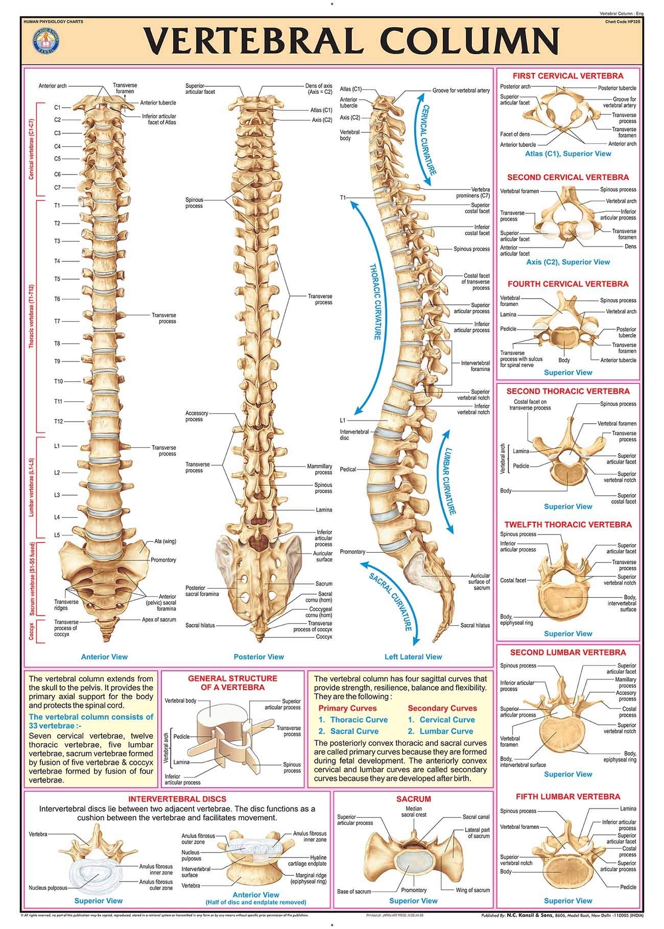 HP32S TeachingNest Vertebral Column Chart 70x100 Cm English Human Physiology Chart Synthetic Wall Sticking Teachingnest And Human 