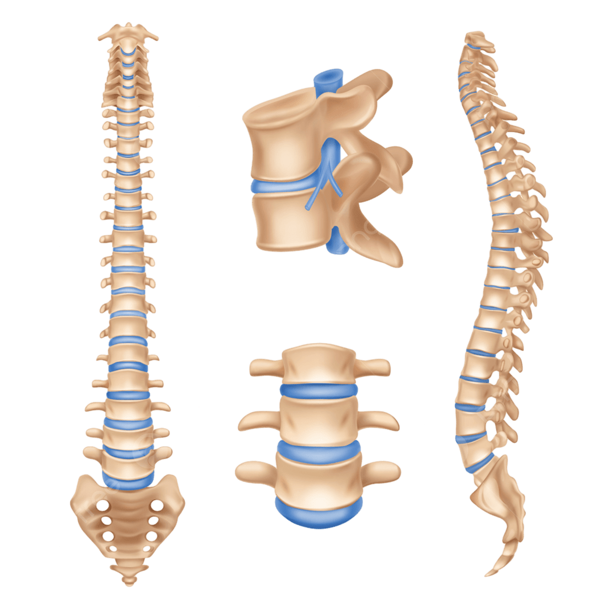 Vertebral Column Chart