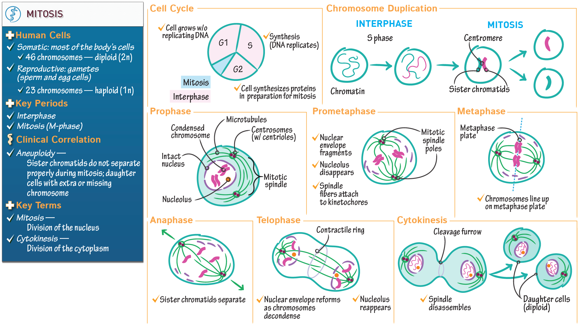 Mitosis Overview Ditki Medical And Biological Sciences