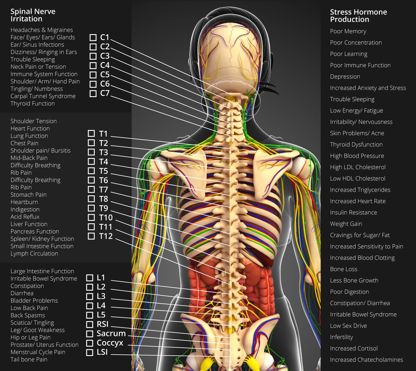 Nervous System Chart Chiropractors Ogden Utah