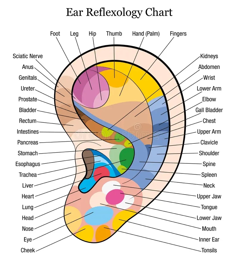Vertebral Column Reflexology Chart
