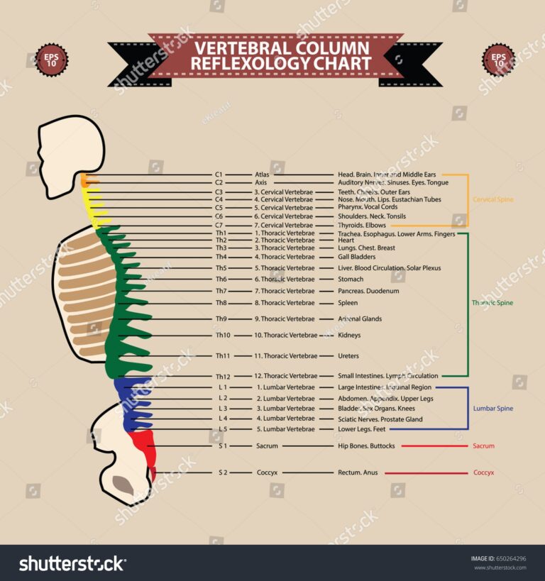 Reflexology Chart Vertebral Column Linking Description Stock Vector Royalty Free 650264296 Shutterstock