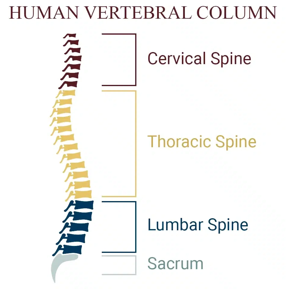 Vertebrae Column Chart