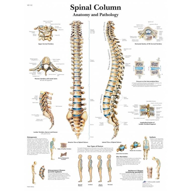 Spinal Column Chart
