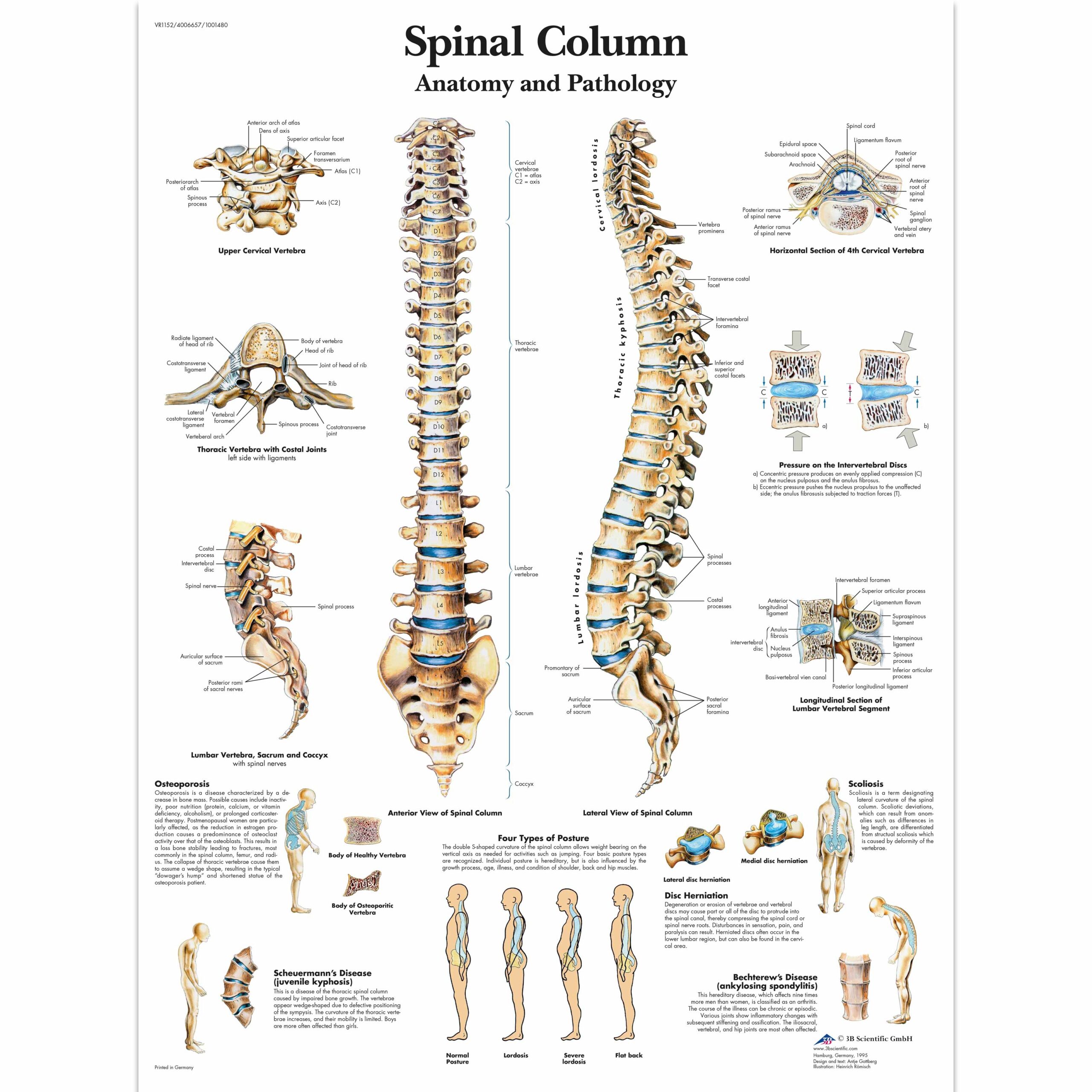 Spinal Column Chart Vertebrae Posters And Charts Human Vertebral Posters And Charts Vertebral Columns Human Spine Posters And Charts
