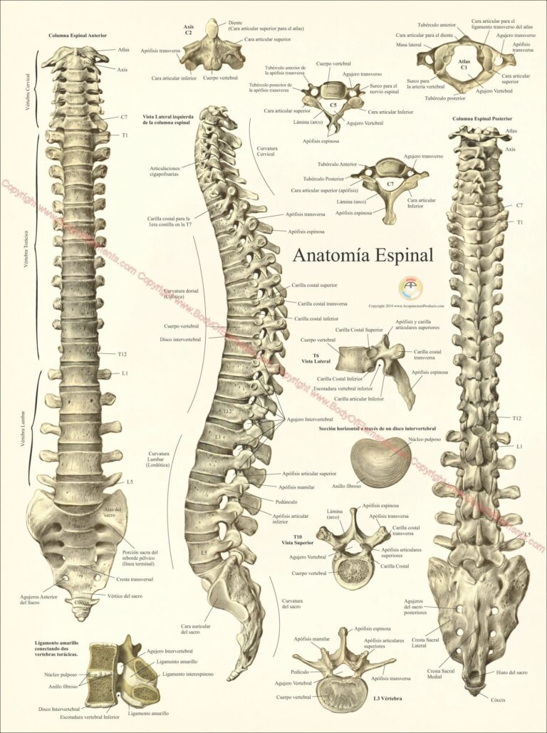 Spinal Column Vertebrae Anatomy Poster 18