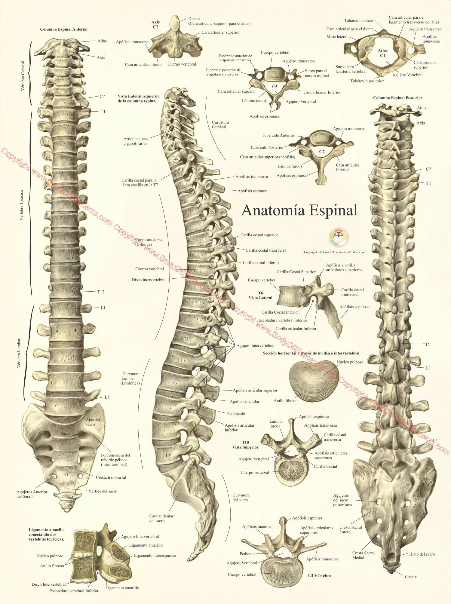 Spinal Column Vertebrae Anatomy Poster 18 Spinal Column Vertebrae Anatomy Poster 18