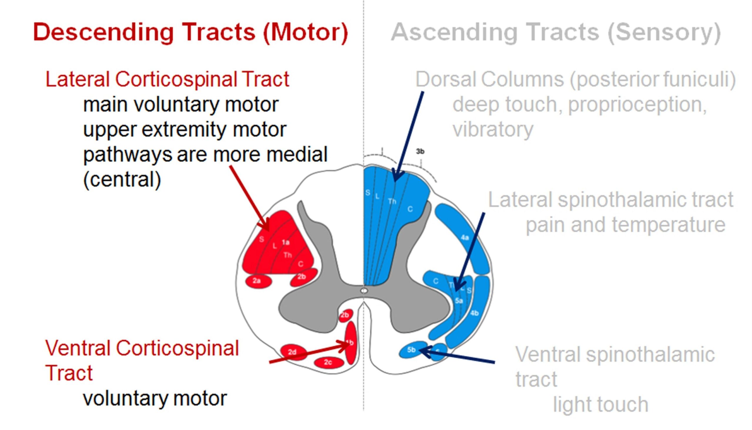 Spinal Cord Anatomy Spine Orthobullets