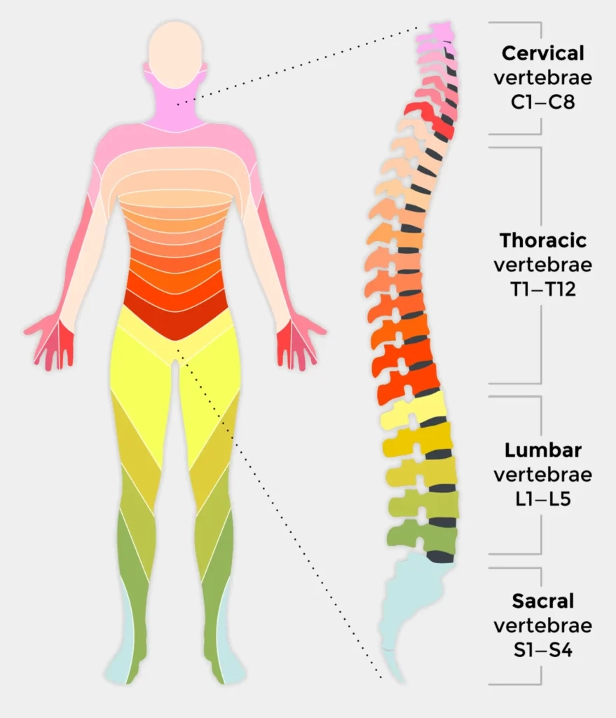 Spinal Column Lumbar Chart