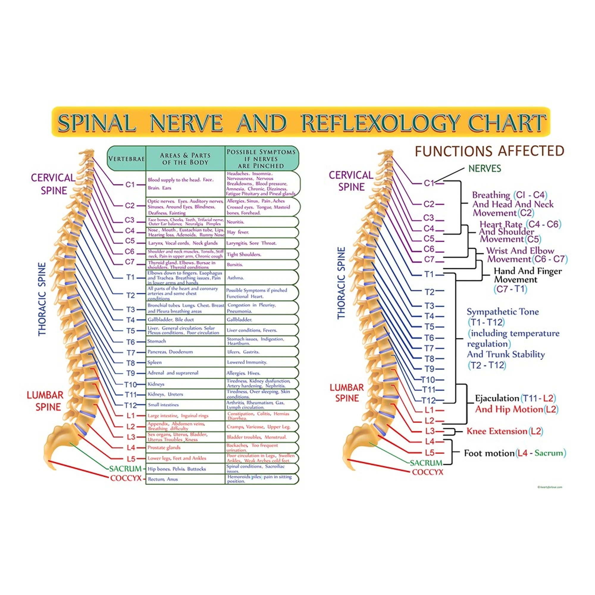 Spinal Column Nerves Chart