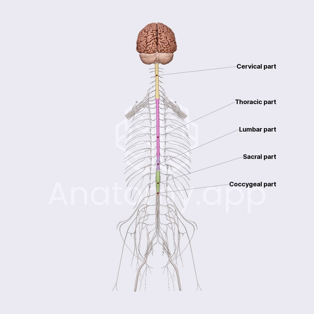 Spinal Nerves Anatomy app