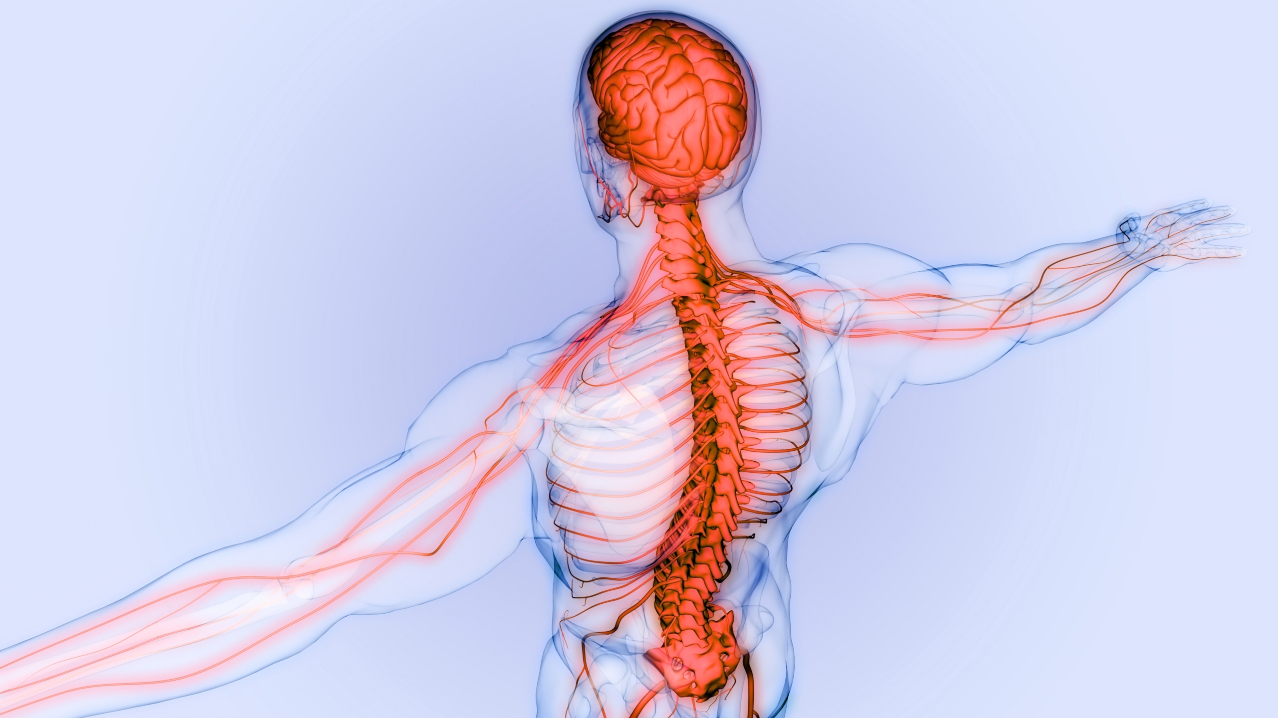 Spinal Nerves What They Are And What They Do Total Community Care