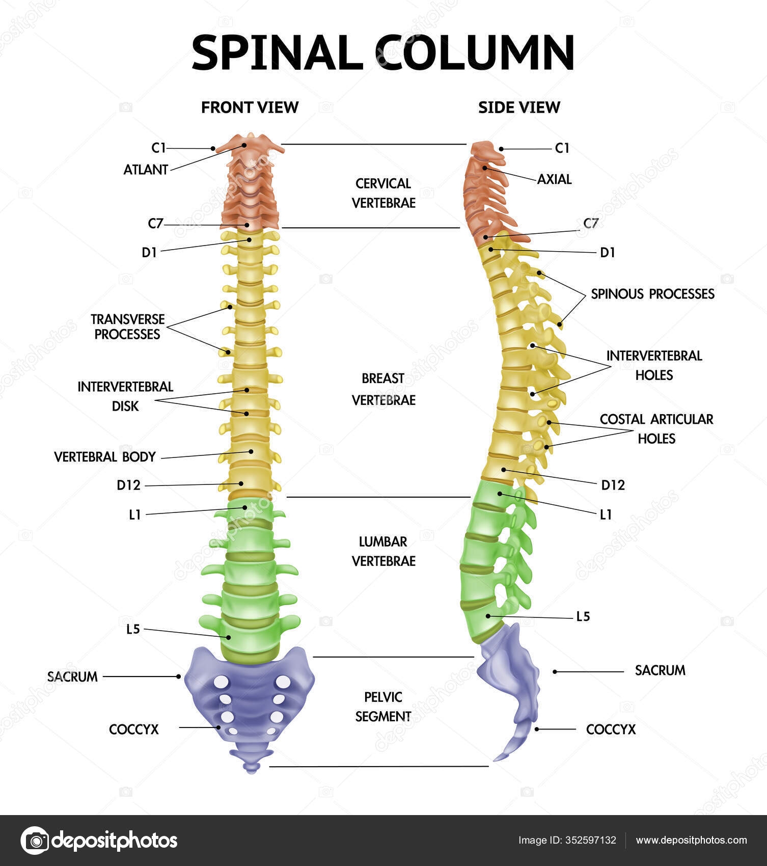 Spine Vanagan Chart Understanding