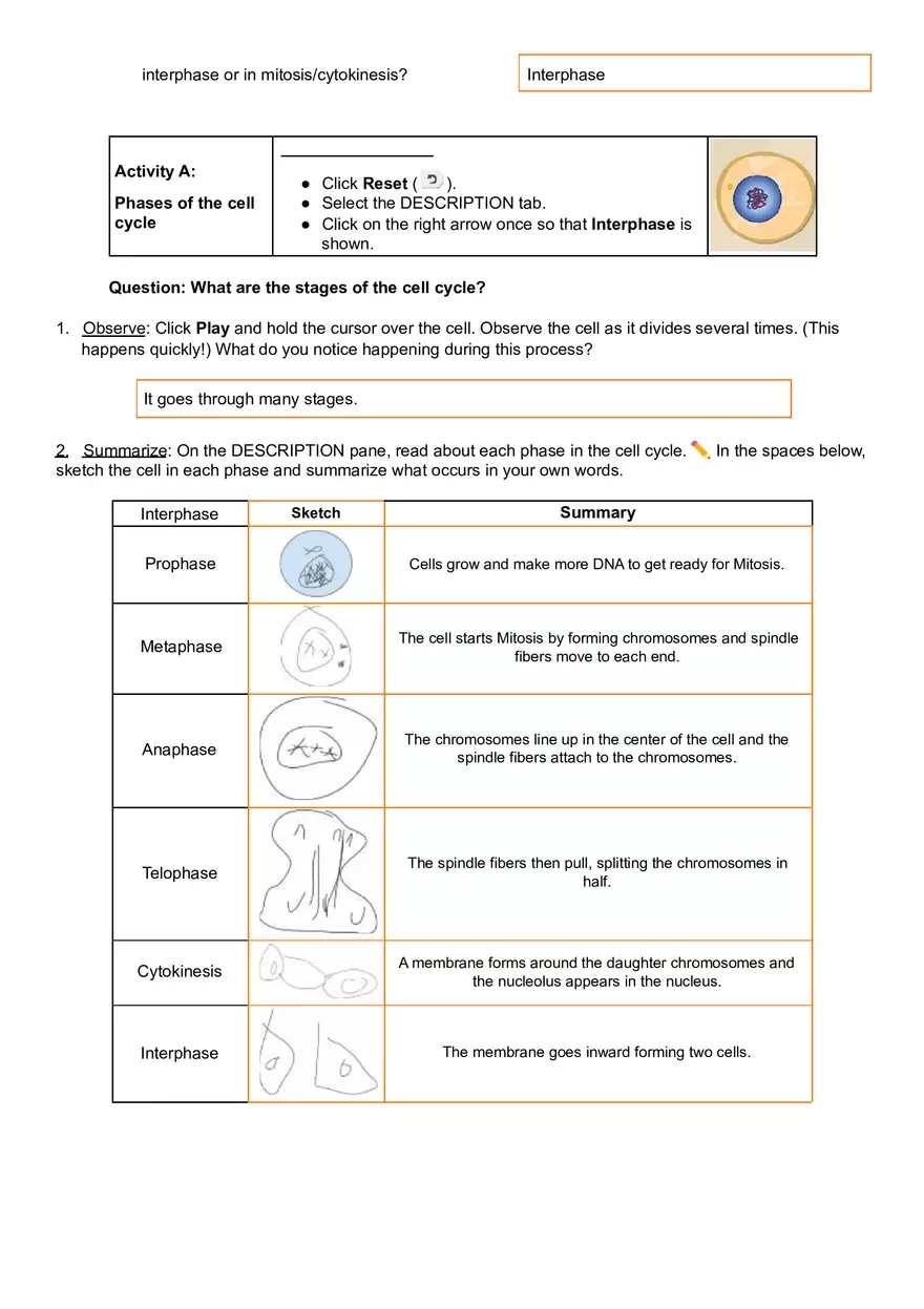 Student Exploration Cell Division Minnesota State University Moorhead Edubirdie
