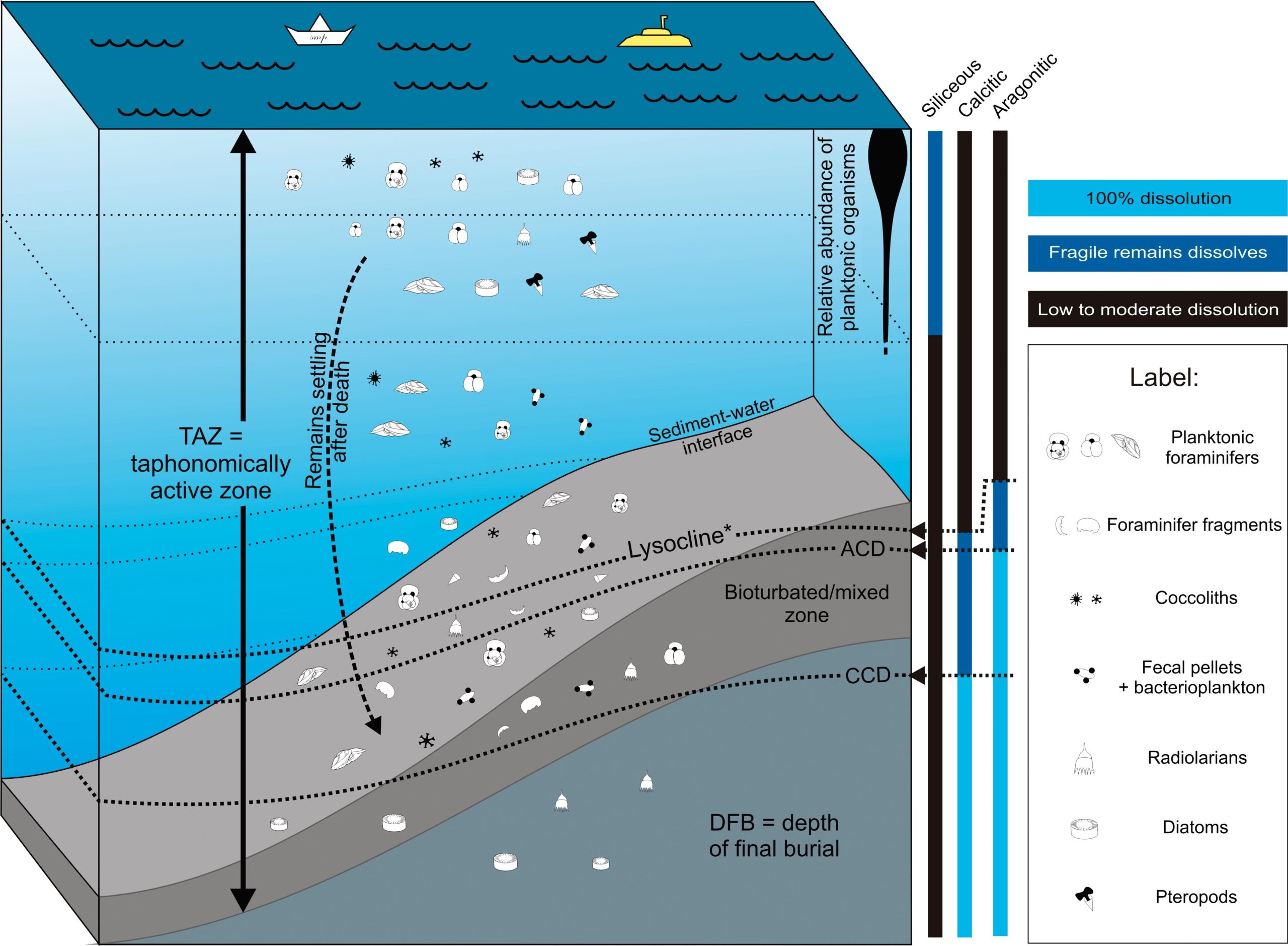 SURVIVING IN THE WATER COLUMN DEFINING THE TAPHONOMICALLY ACTIVE ZONE IN PELAGIC SYSTEMS