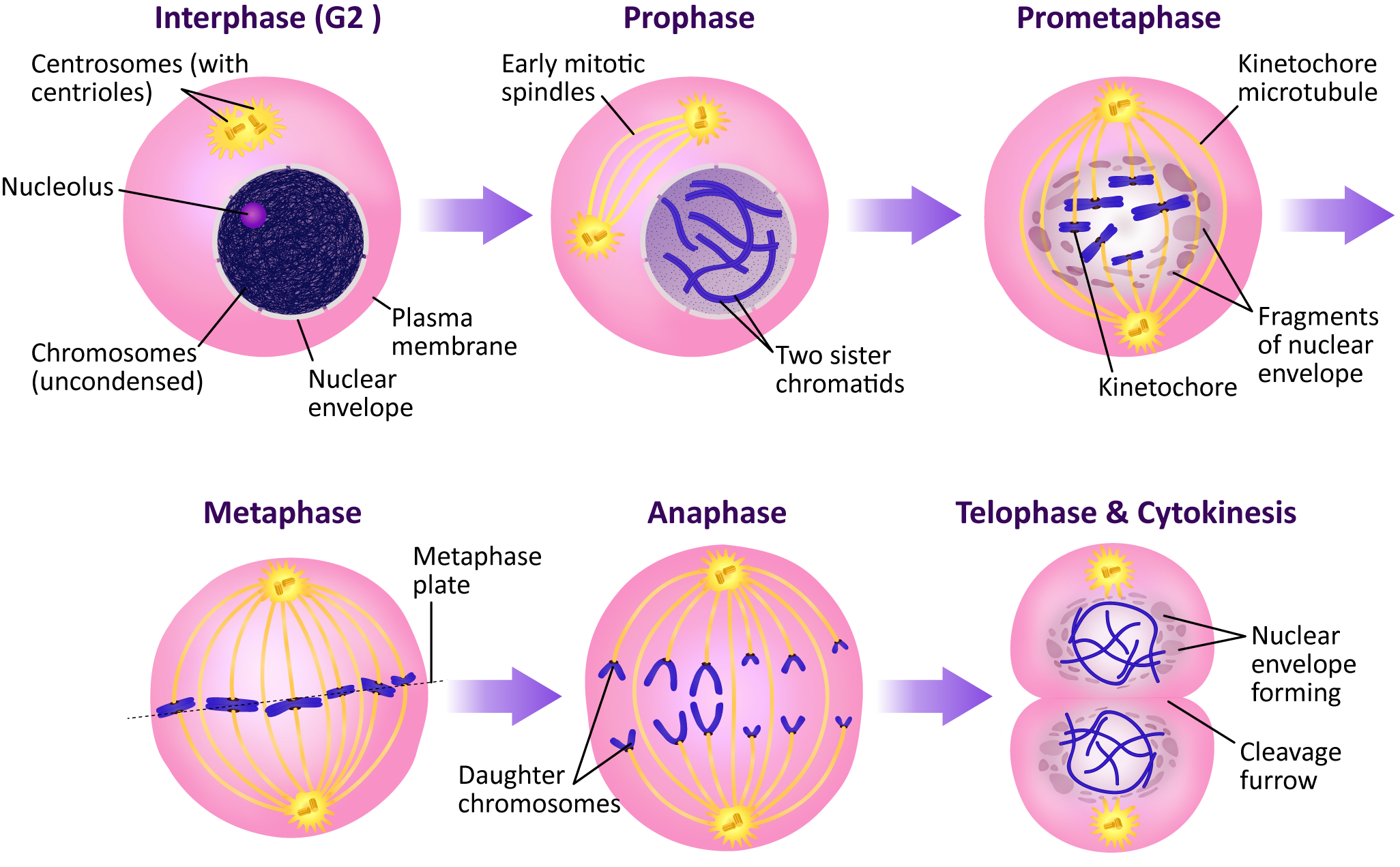 The Cell Cycle And Mitosis Fundamentals Of Cell Biology