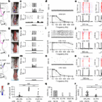 The Encoding Of Touch By Somatotopically Aligned Dorsal Column 