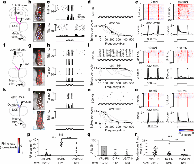The Encoding Of Touch By Somatotopically Aligned Dorsal Column 